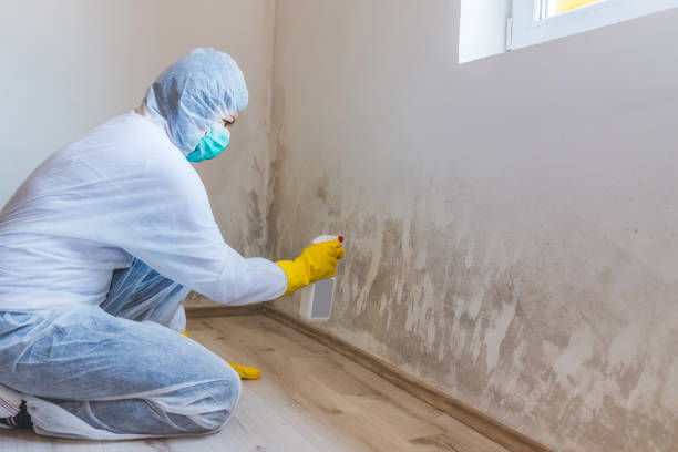 Licensed Mold Remediation service in Mount Wolf, PA - WQB Mold Removal